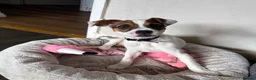 Mixed Breed dogs for sale: Jug pup in Walsall - Advert 1