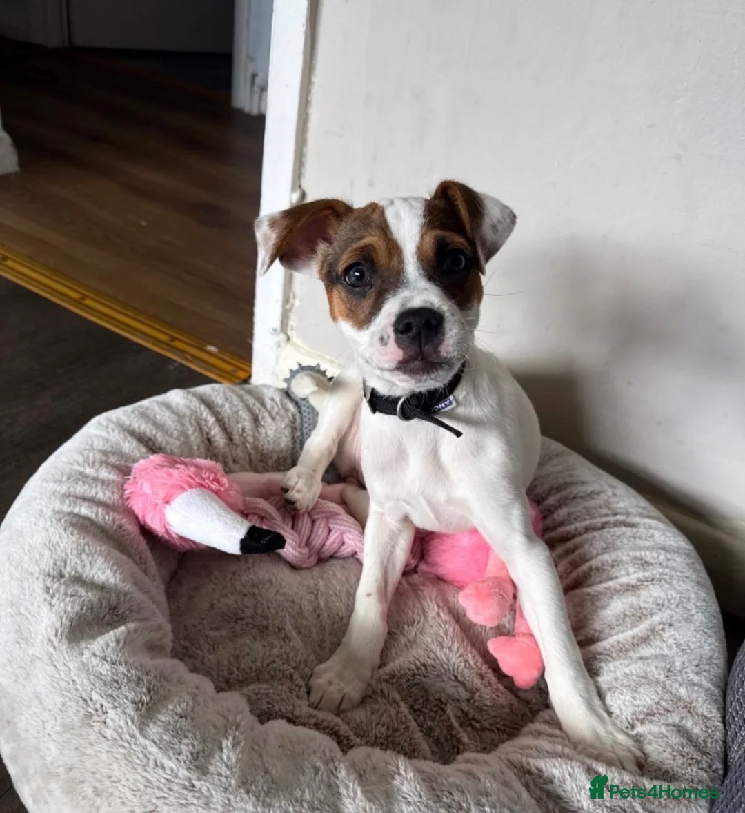 Mixed Breed dogs for sale: Jug pup in Walsall - Advert 1
