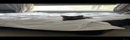 Domestic Shorthair cats for sale: 2 male ginger cats - Advert 7