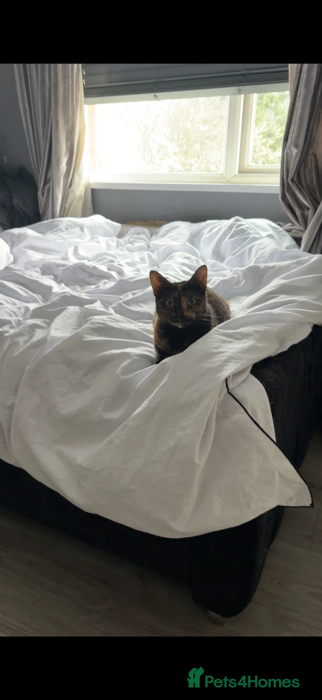 Domestic Shorthair cats for sale: 2 male ginger cats - Advert 7
