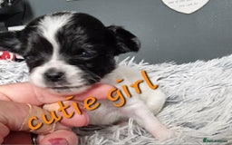 Chihuahua dogs for stud: Stud long haired white Chihuahua  in Coatbridge - Image 28