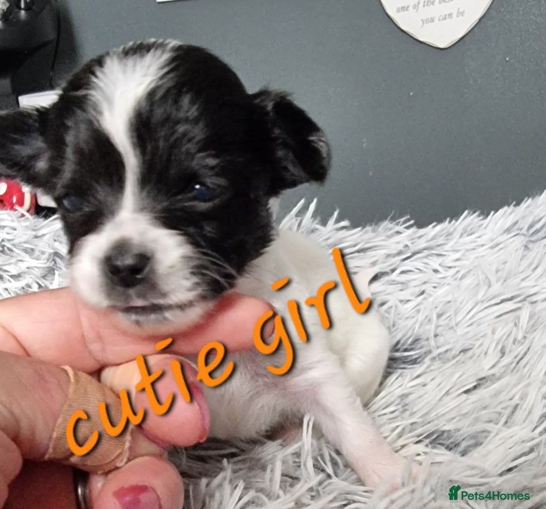 Chihuahua dogs for stud: Stud long haired white Chihuahua  in Coatbridge - Image 28