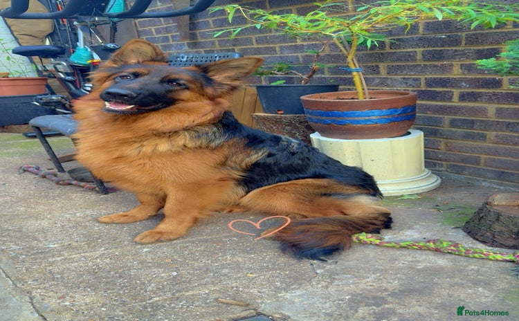 German Shepherd dogs - Advert 9