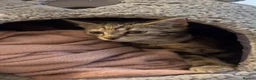 Mixed Breed cats for sale: URGANT sale - Advert 3
