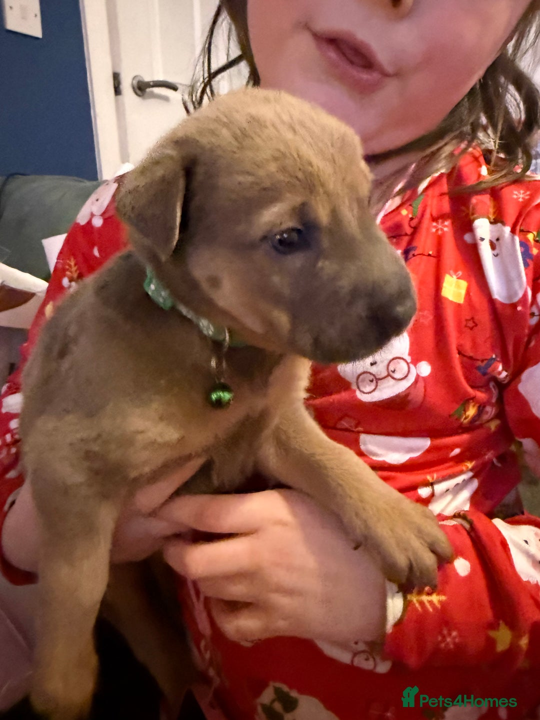 Mixed Breed dogs for sale: Ready 12 Jan Sharpei x Rhodesian ridgeback Hybrid - Advert 37