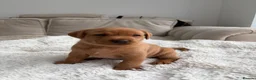Labrador Retriever dogs for sale: Beautiful KC Registered Labrador Puppies - Advert 4
