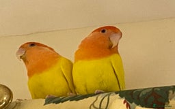 Lovebirds birds for sale: Rehoming Bonded Yellow Lovebirds with Full Setup - Image 2