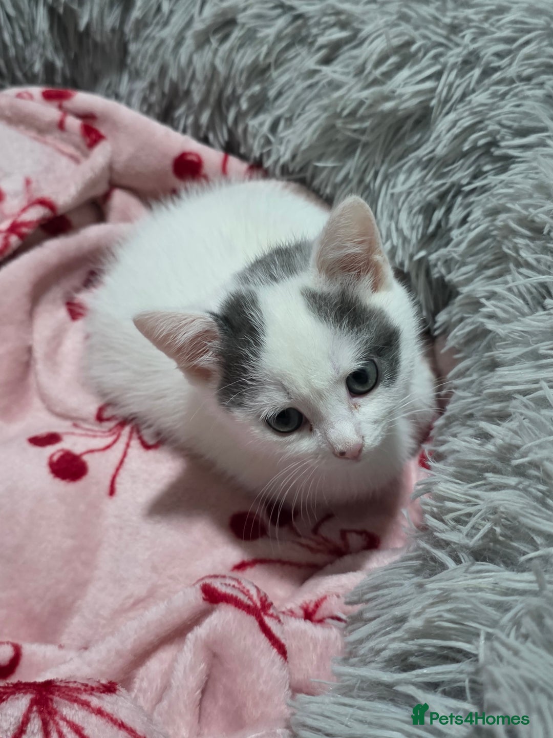 Mixed Breed cats for sale: 💫Looking To Rehome Our Gorgeous Girl Snowy💫 - Advert 5