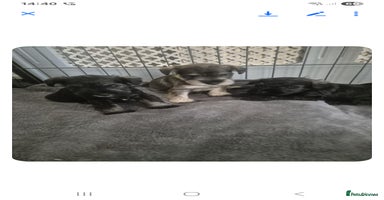 Miniature Schnauzer dogs - Advert 16