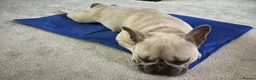 French Bulldog dogs for sale: Female frenchie rehome - Advert 13