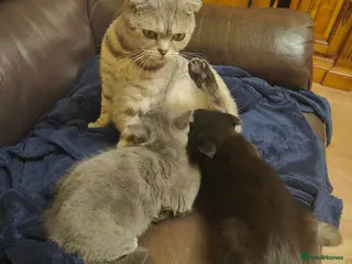 Scottish Fold cats ❤ready to leave today - Advert 2