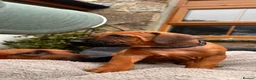Rhodesian Ridgeback dogs for sale: Rhodesian Ridgeback Puppies - Advert 6