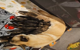 Mixed Breed dogs for sale: German Shepherd x Akita puppies - 4 females left - Advert 6