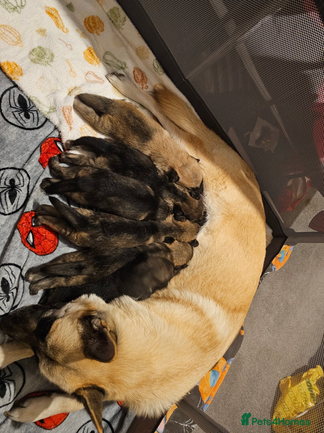 Mixed Breed dogs for sale: German Shepherd x Akita puppies - 4 females left - Advert 6