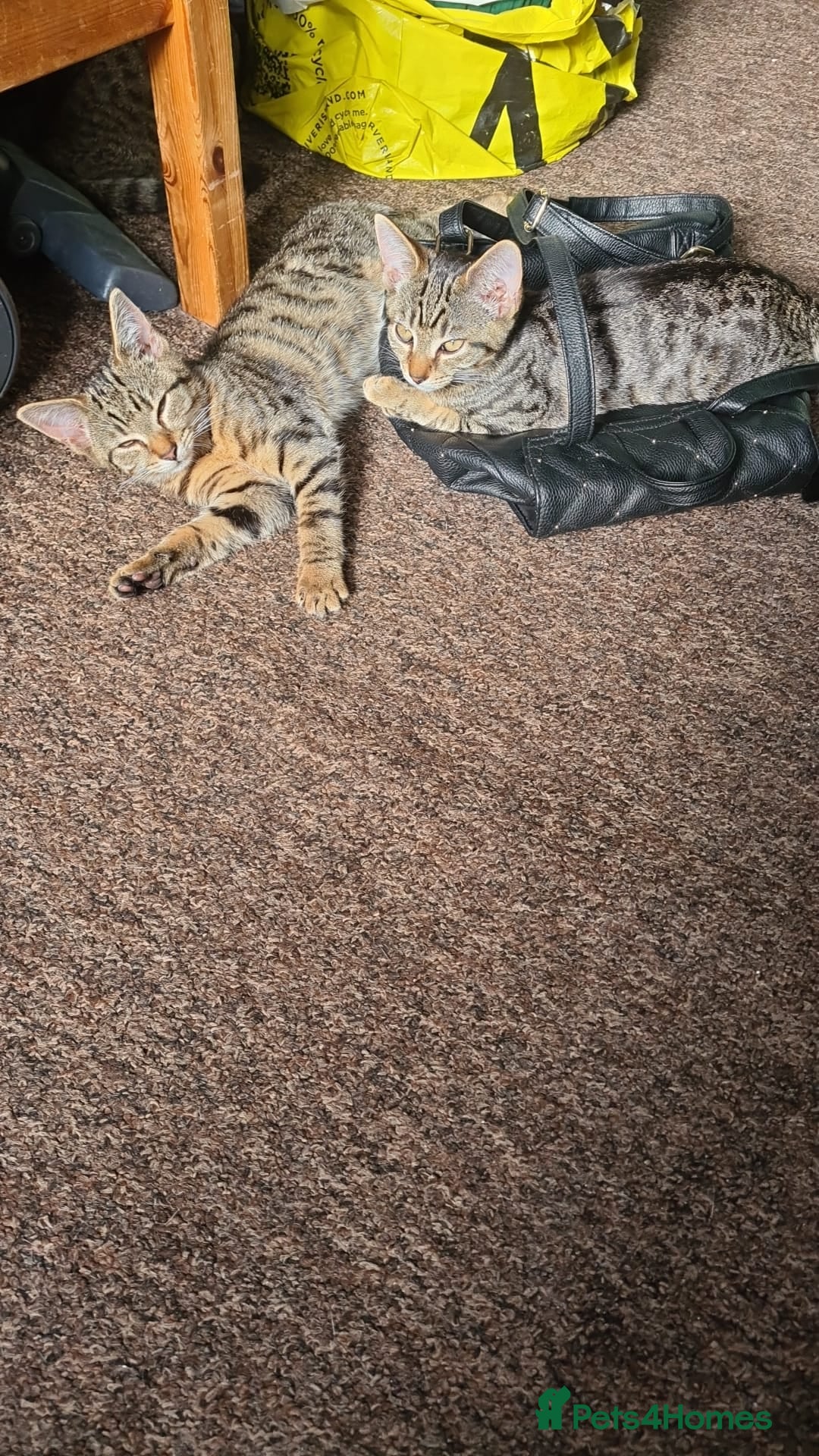 Domestic Shorthair cats for sale: 3 beatiful kittens for the price £200 altogether - Image 7