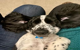 Cocker Spaniel dogs for sale: Beautiful 18 month Show Cocker Spaniel - Image 7