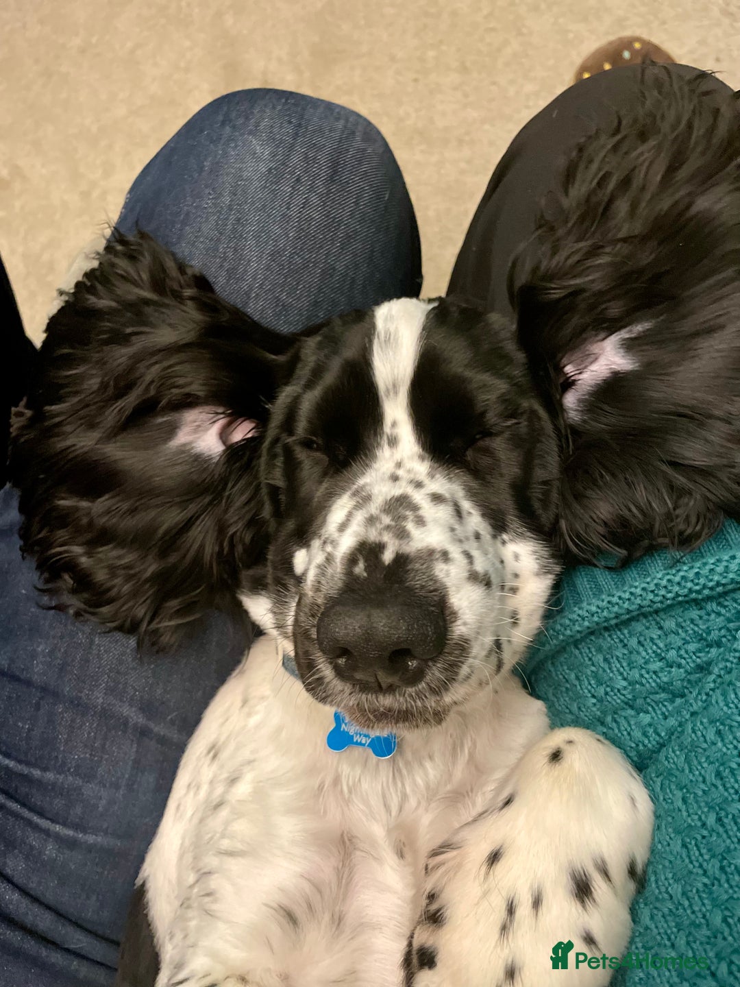 Cocker Spaniel dogs for sale: Beautiful 18 month Show Cocker Spaniel - Image 7