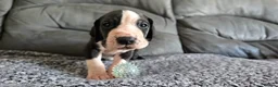 Great Dane dogs for sale: Exceptional Great Dane puppies 🐶  - Advert 13
