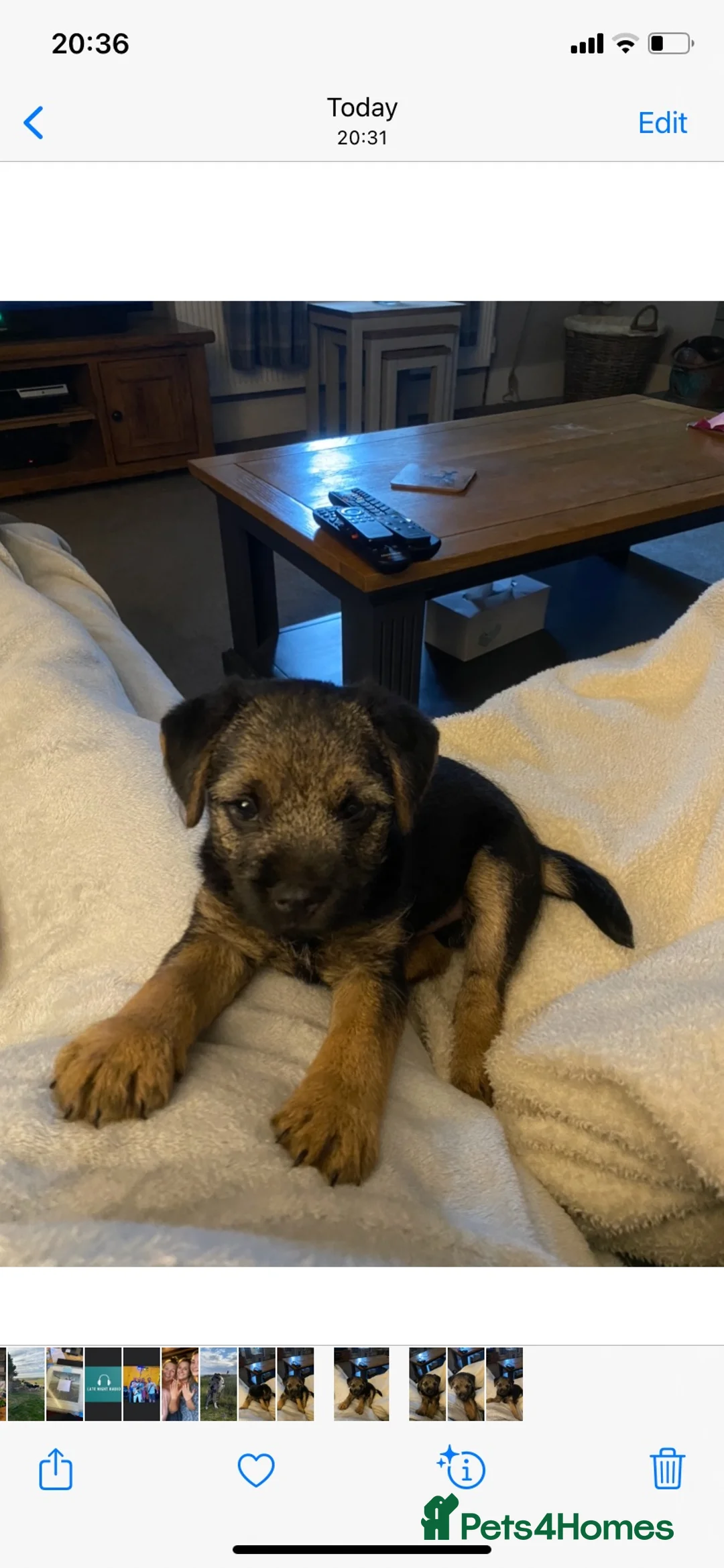 Border Terrier dogs for stud: Benji - Proven Border Terrier for stud - Advert 19