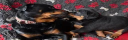 Rottweiler dogs for sale: Champion-Bred Rottweiler Puppies for Loving Homes - Advert 12