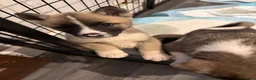 Akita dogs for sale: American Akita Puppies - Advert 3