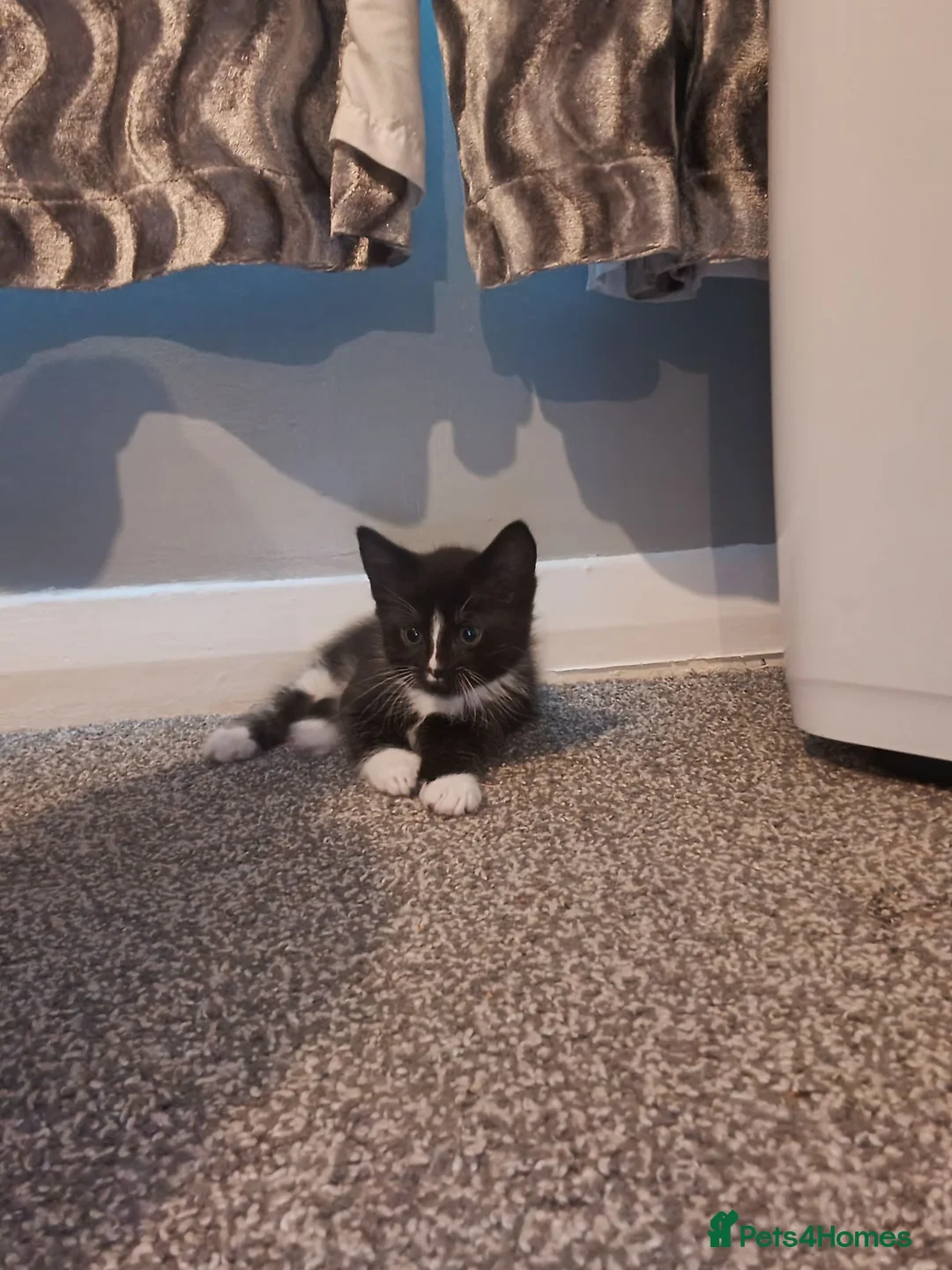 Mixed Breed cats for sale: mixed bread kittens  - Advert 4