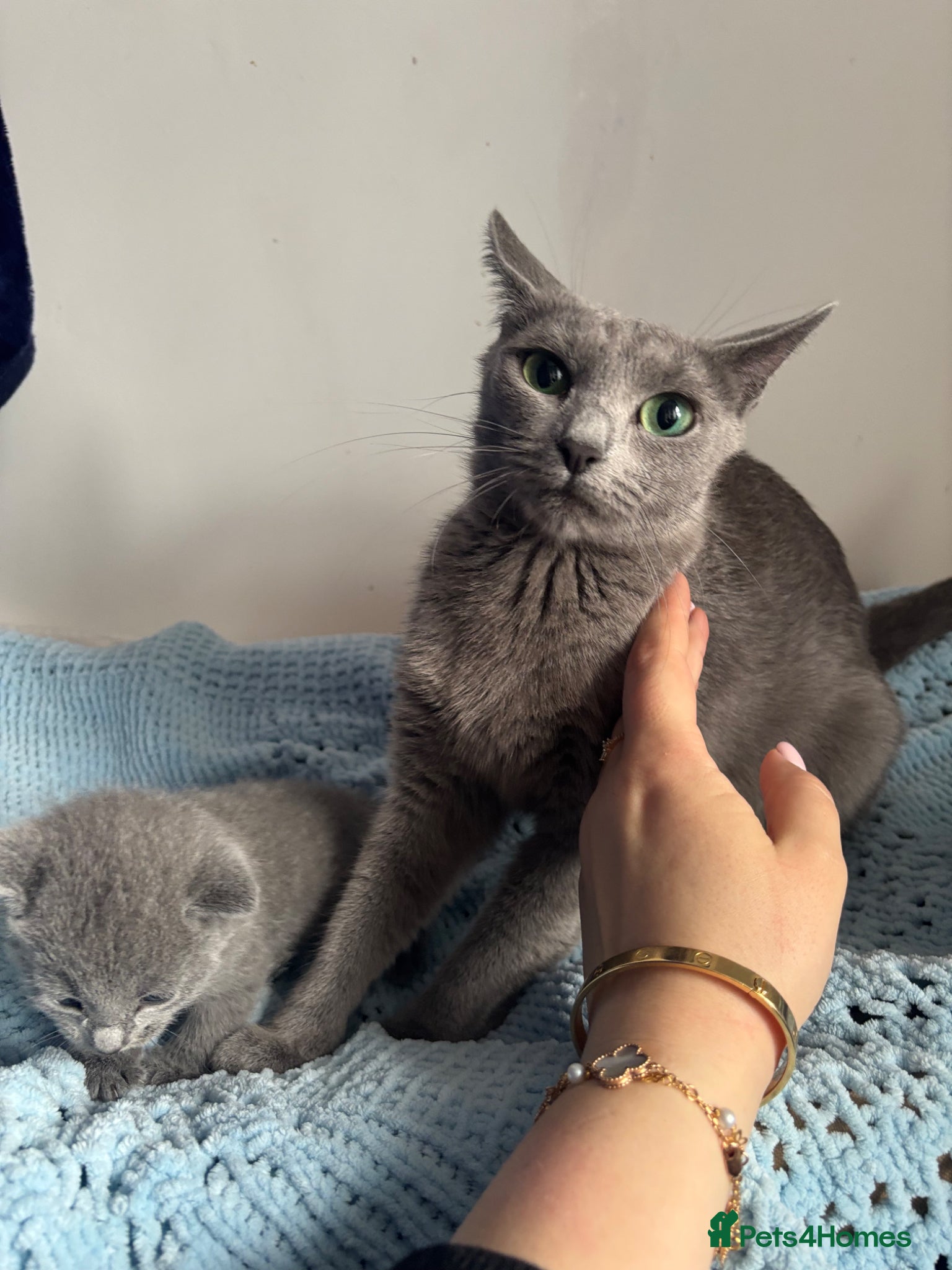 Russian Blue cats Pure pedigree Russian blue kittens  - Advert 2