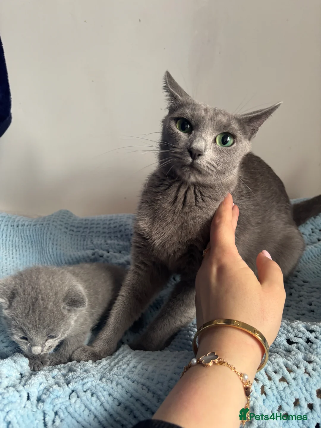 Russian Blue cats for sale: Pure pedigree Russian blue kittens  - Advert 2