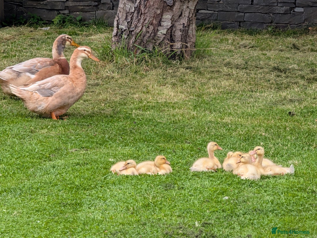 Ducks poultry for sale: Saxony Ducklings  - Image 3