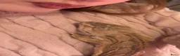 Bearded Dragon reptiles for sale: Bearded Dragon with Complete Setup in High Wycombe - Advert 7