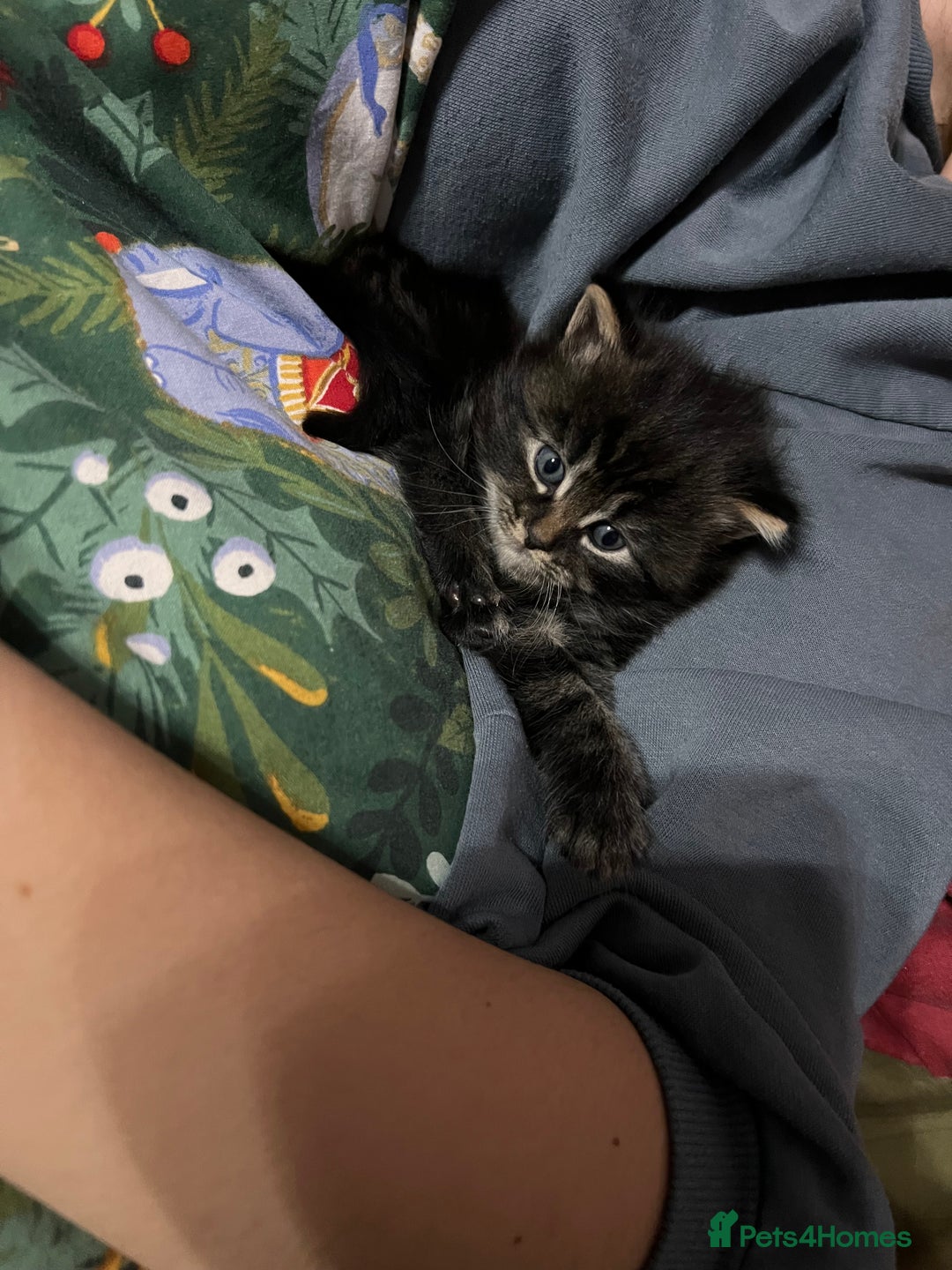 Maine Coon cats for sale: Big boy Maine coon kitten cross  - Advert 8