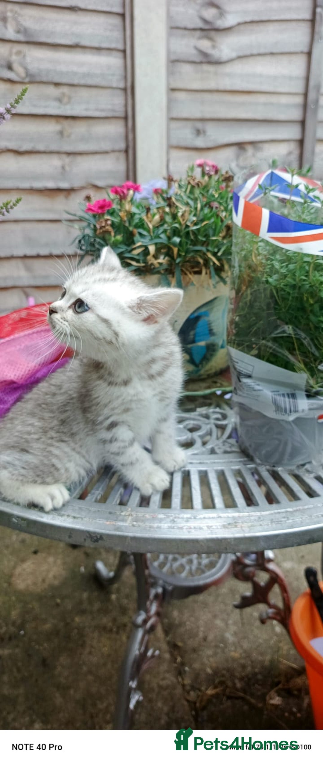British Shorthair cats for sale: PUre tabby British short hair kittens - Image 16