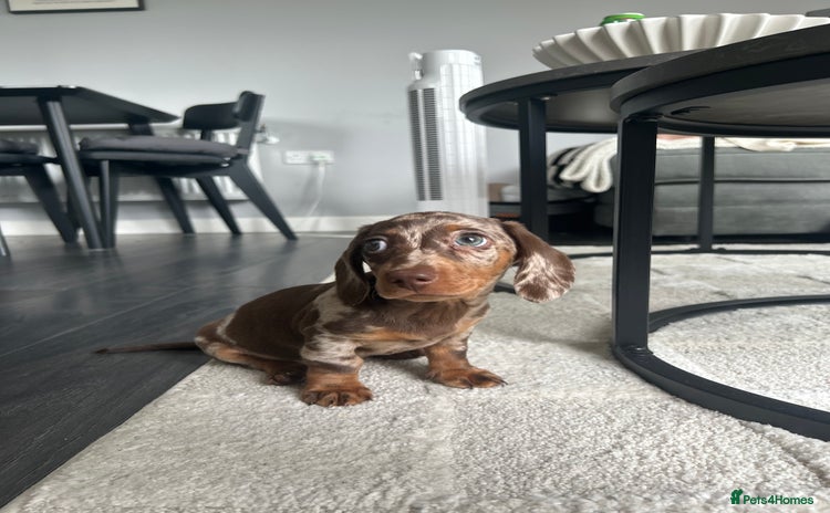 Miniature Dachshund dogs - Advert 15