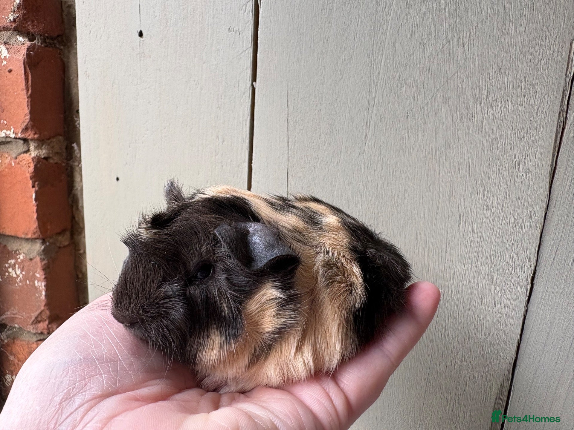 Guinea Pig rodents Pair of Peru boars  - Advert 3