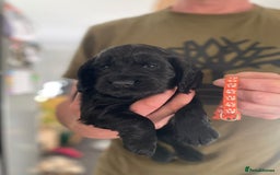 Cocker Spaniel dogs for sale: Working Cocker Spaniels - Image 27