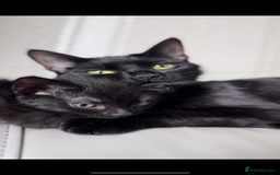Domestic Shorthair cats for sale: Sweet Black Kitten Ready for Forever Home 🐾 - Image 9