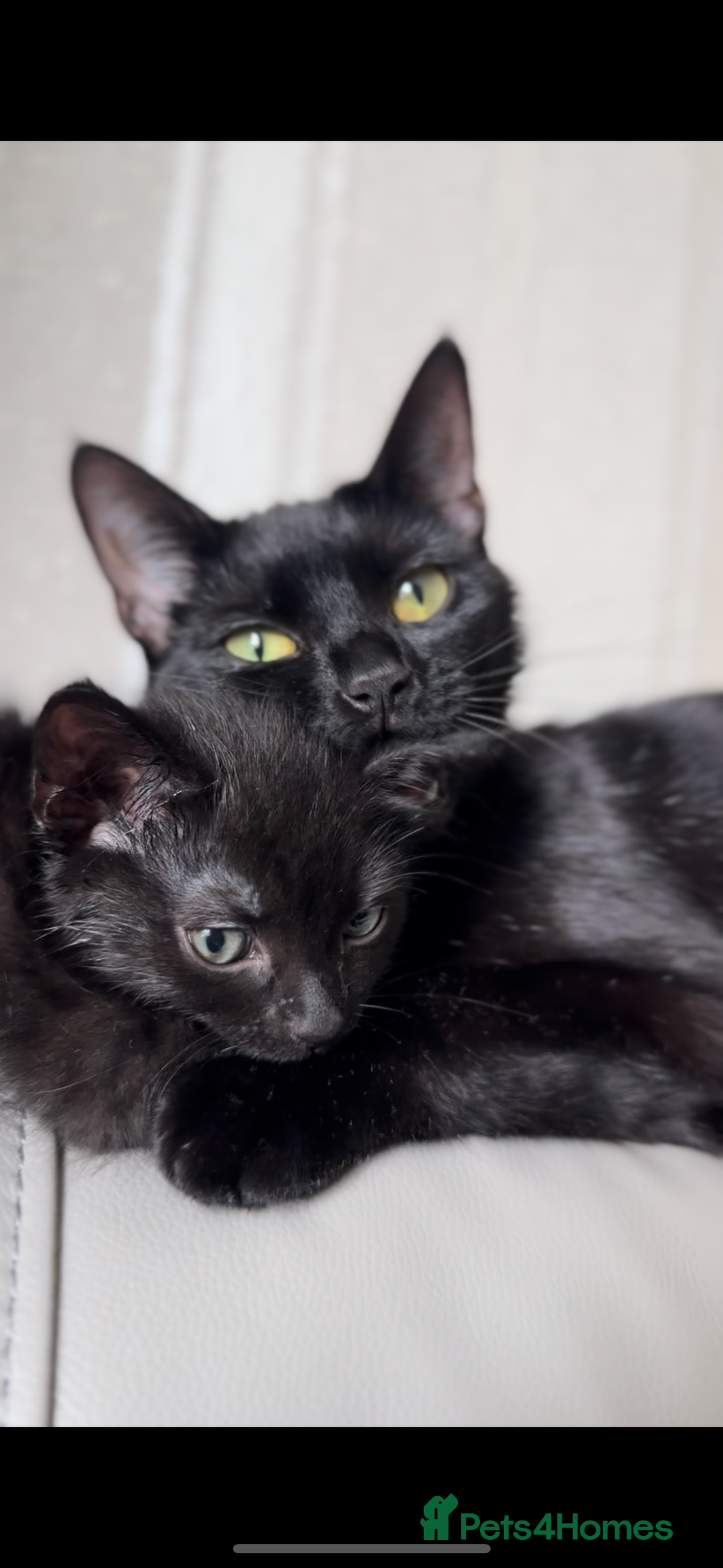 Domestic Shorthair cats for sale: Sweet Black Kitten Ready for Forever Home 🐾 - Image 9