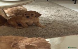 Cockapoo dogs for sale: stunning litter of cockapoo puppies  - Image 8