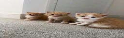 Mixed Breed cats for sale: ginger kittens  in Hailsham - Advert 14