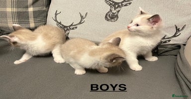 Ragdoll cats - Advert 7