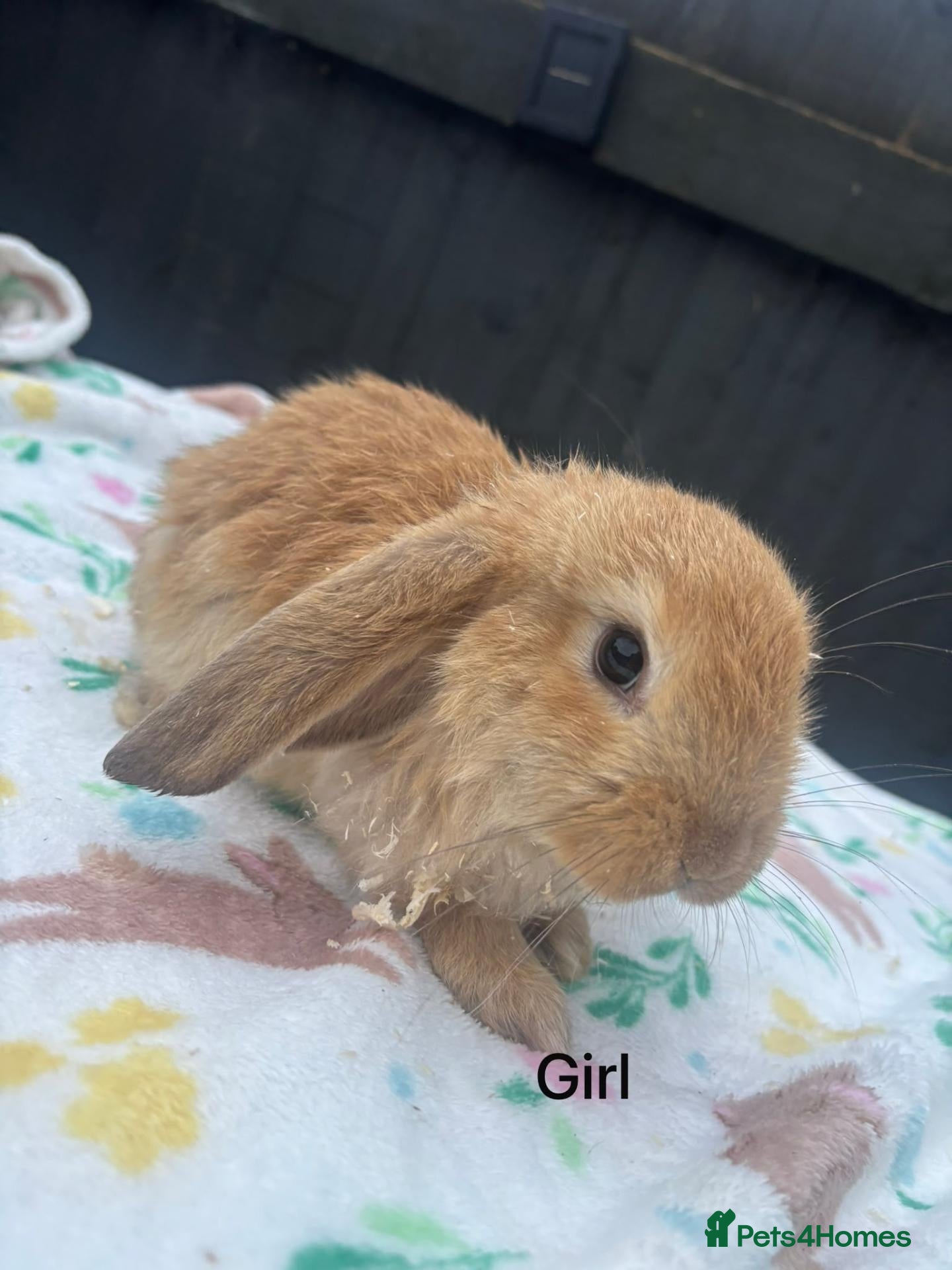 French Lop rabbits for sale: Adorable Giant french lops  - Advert 18