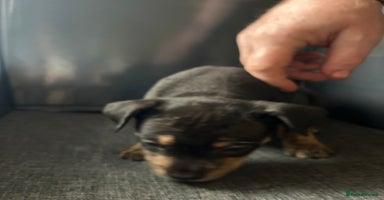 Mixed Breed dogs Staff plus Staff Jack Puppies  - Advert 11