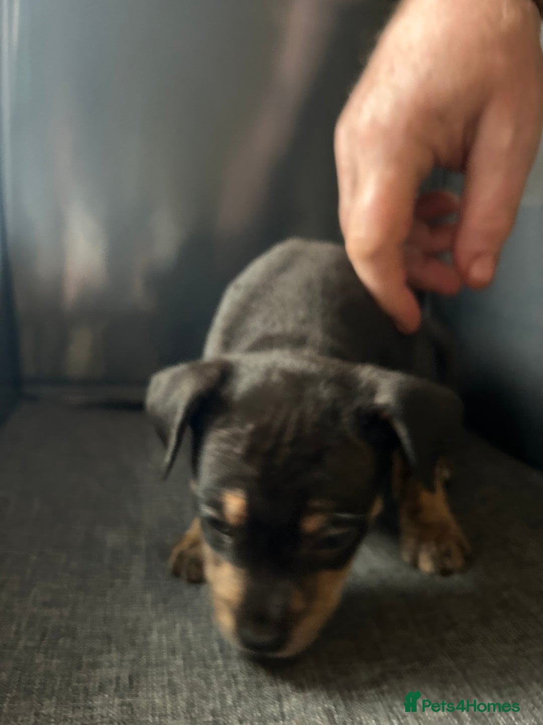 Mixed Breed dogs for sale: Staff plus Staff Jack Puppies  - Advert 3