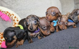 Miniature Dachshund dogs for sale: 🐶✨Smallest mini KC stunning litter ✨🐶 - Image 13