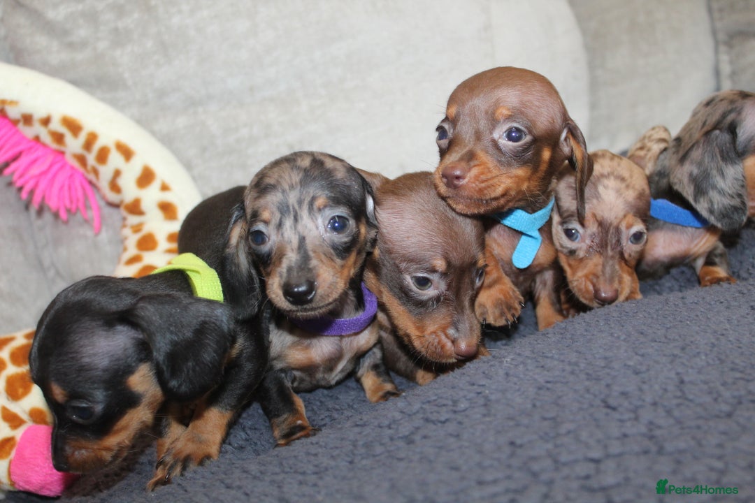 Miniature Dachshund dogs for sale: 🐶✨Smallest mini KC stunning litter ✨🐶 - Image 13