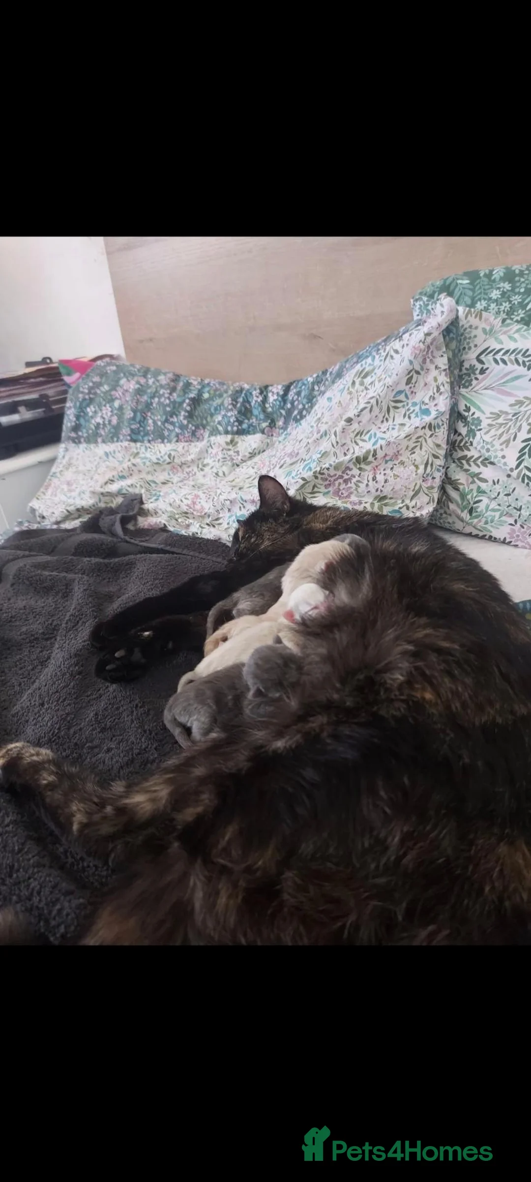 Mixed Breed cats for sale: Kittens. South Bristol. - Advert 7