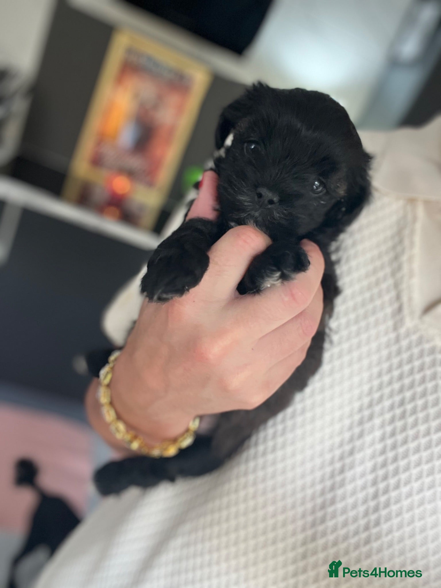 Shih Tzu dogs Shihtzu-Poodle mix Toy shihpoo puppies  - Advert 1