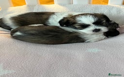 Lhasa Apso dogs for sale: Adorable babies  - Image 5