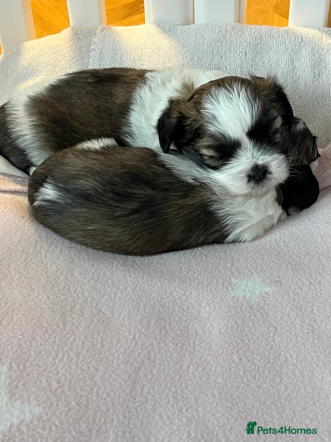 Lhasa Apso dogs for sale: Adorable babies  - Image 5