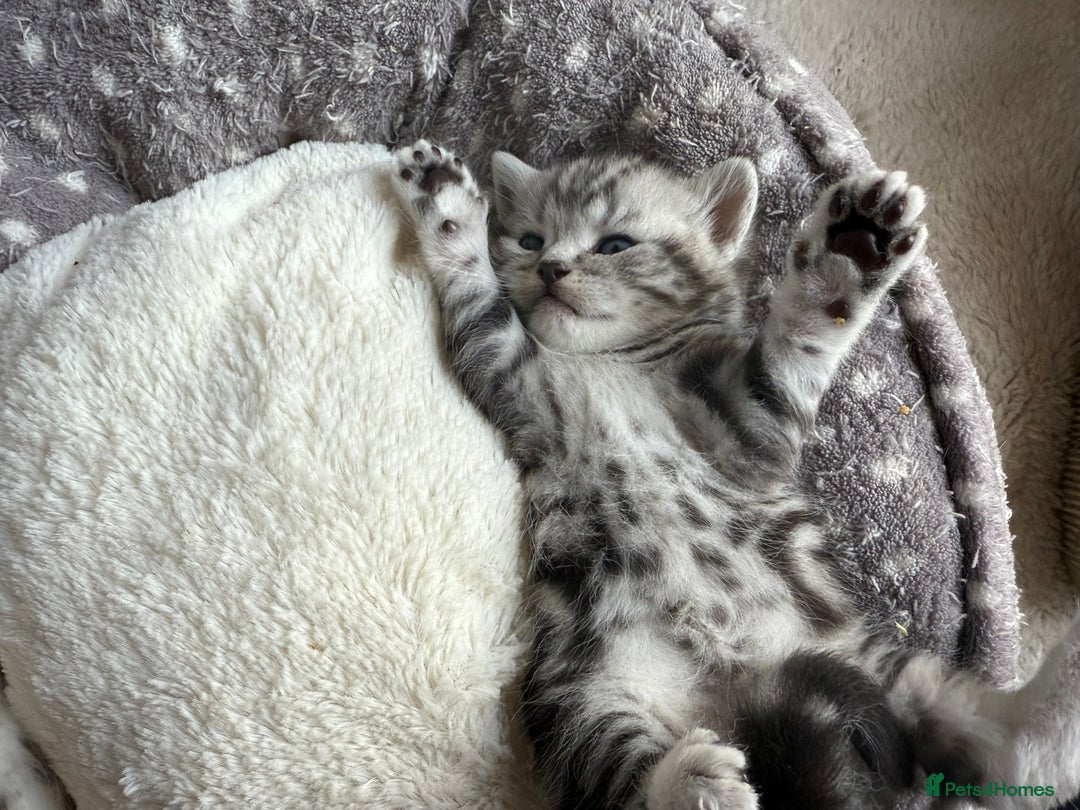 British Shorthair cats for sale: GCCF Rare Show Quality BSH Silver Tabby Kittens - Image 6